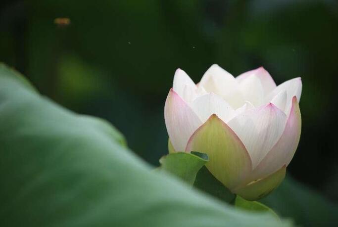 一池芙蕖出绿波