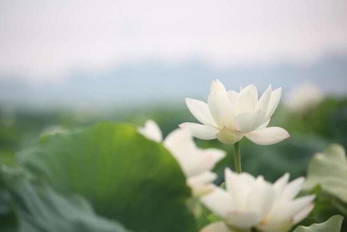 一池芙蕖出绿波