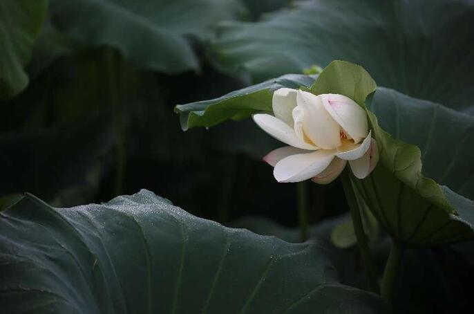 一池芙蕖出绿波