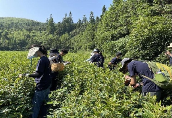 以茶兴旅，长理研究生助力乡村振兴