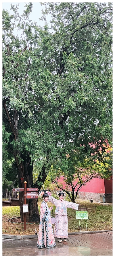 寻访北京中轴线上的古树名木