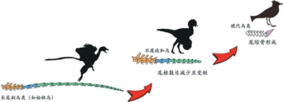 补上鸟类尾巴演化“拼图”